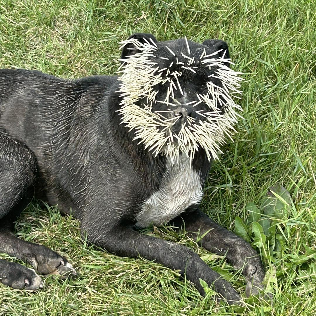 Abandoned pup fought the porcupine and the porcupine won leaving dog with 1500 quills in face