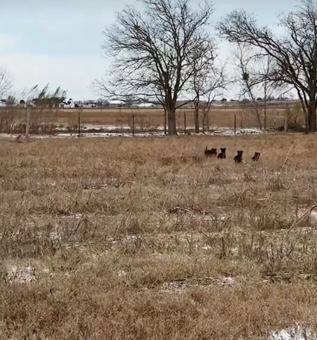 Entire litter of adorable puppies abandoned on Texas woman’s farm and the internet fell in love