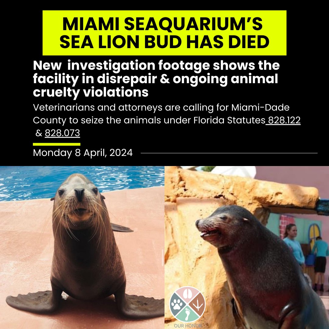 Bud the seal 1