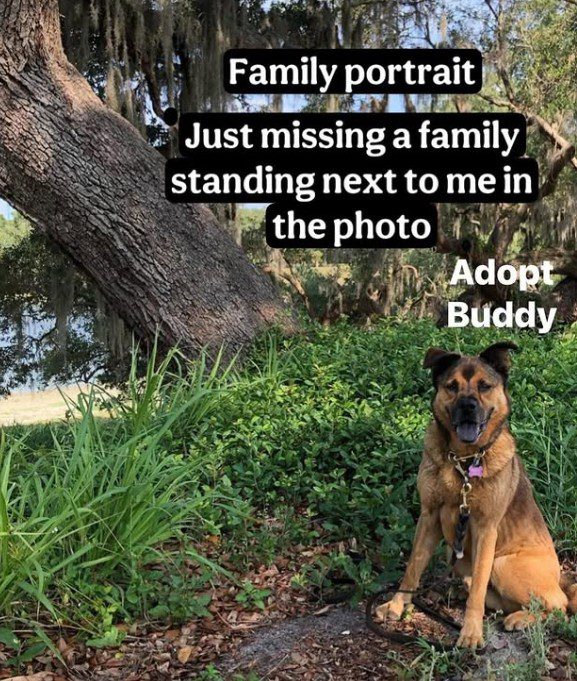 Senior shepherd ‘Buddy’ with energy of caffeinated toddler spent years helping autistic child reaches out for new family