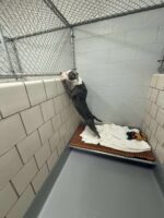 Heartbreaking: Dog stood on hind legs and whimpered watching owners walk out of Georgia shelter Heartbreaking: Dog stood on hind legs and whimpered watching owners walk out of Georgia shelter