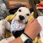 Tiny French bulldog puppy set to be euthanized inspired fundraising campaign for major surgery saving her life Tiny French bulldog puppy set to be euthanized inspired fundraising campaign for major surgery saving her life