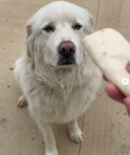Family’s dog walked five miles overnight by himself for free burrito Family’s dog walked five miles overnight by himself for free burrito