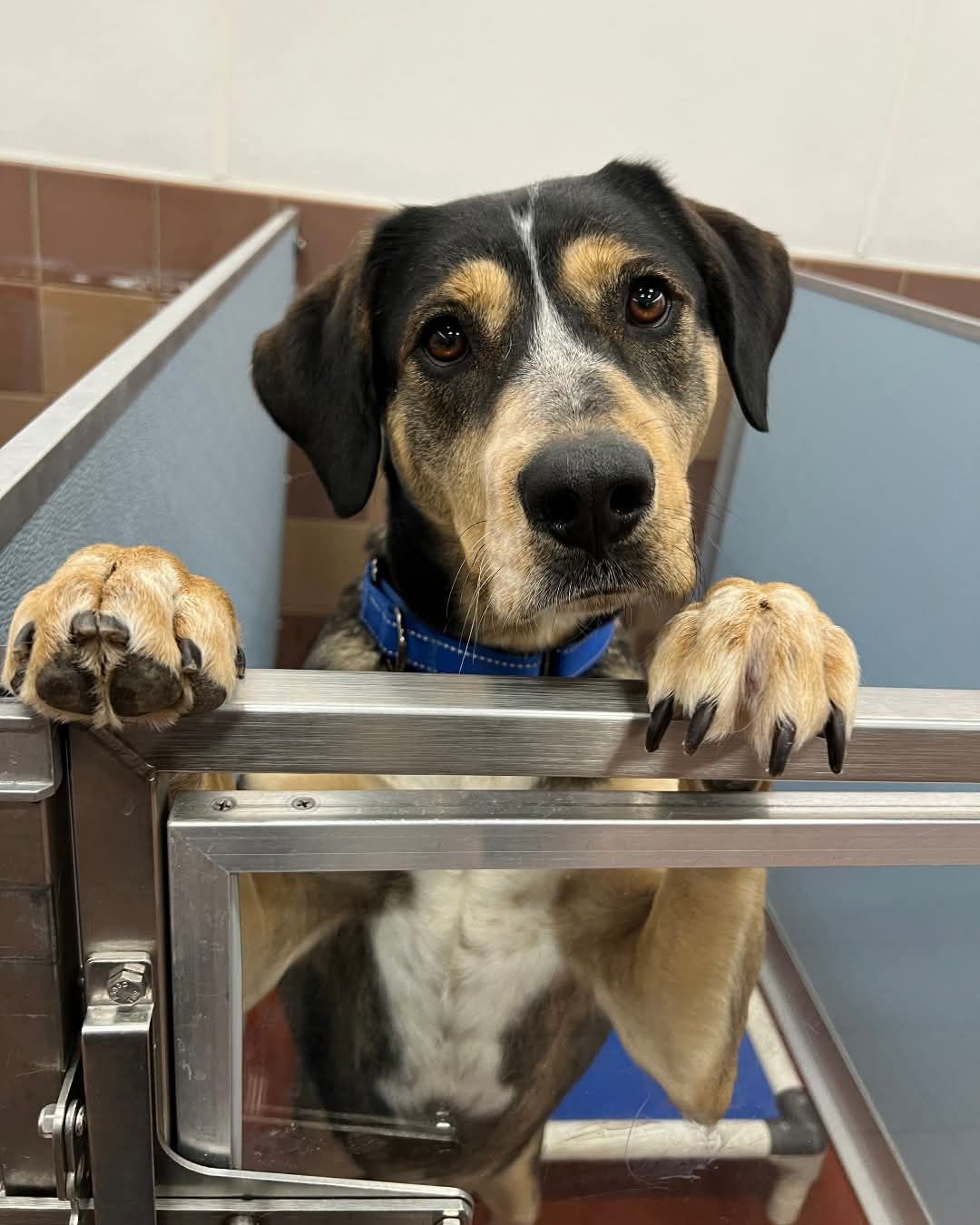 For over a year big boy with big heart waits at shelter for his hero
