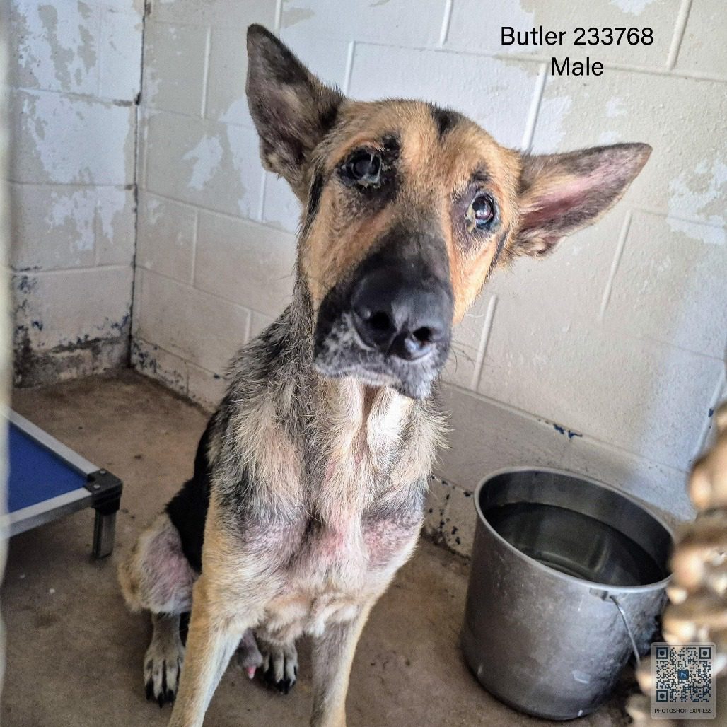 Heartbreaking: Butler has to be saddest face in Texas shelter