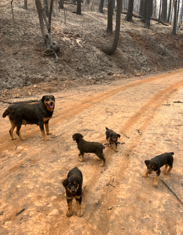 Four Rottweiler puppies and their mother rescued after trapped in truck for three days as California fire closed in