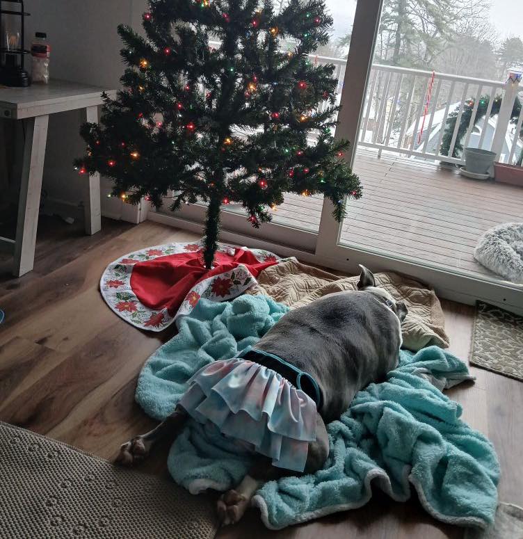 Heartwarming: Senior pup who spent 10 years in shelters now lives life of a princess just as she always was meant to be