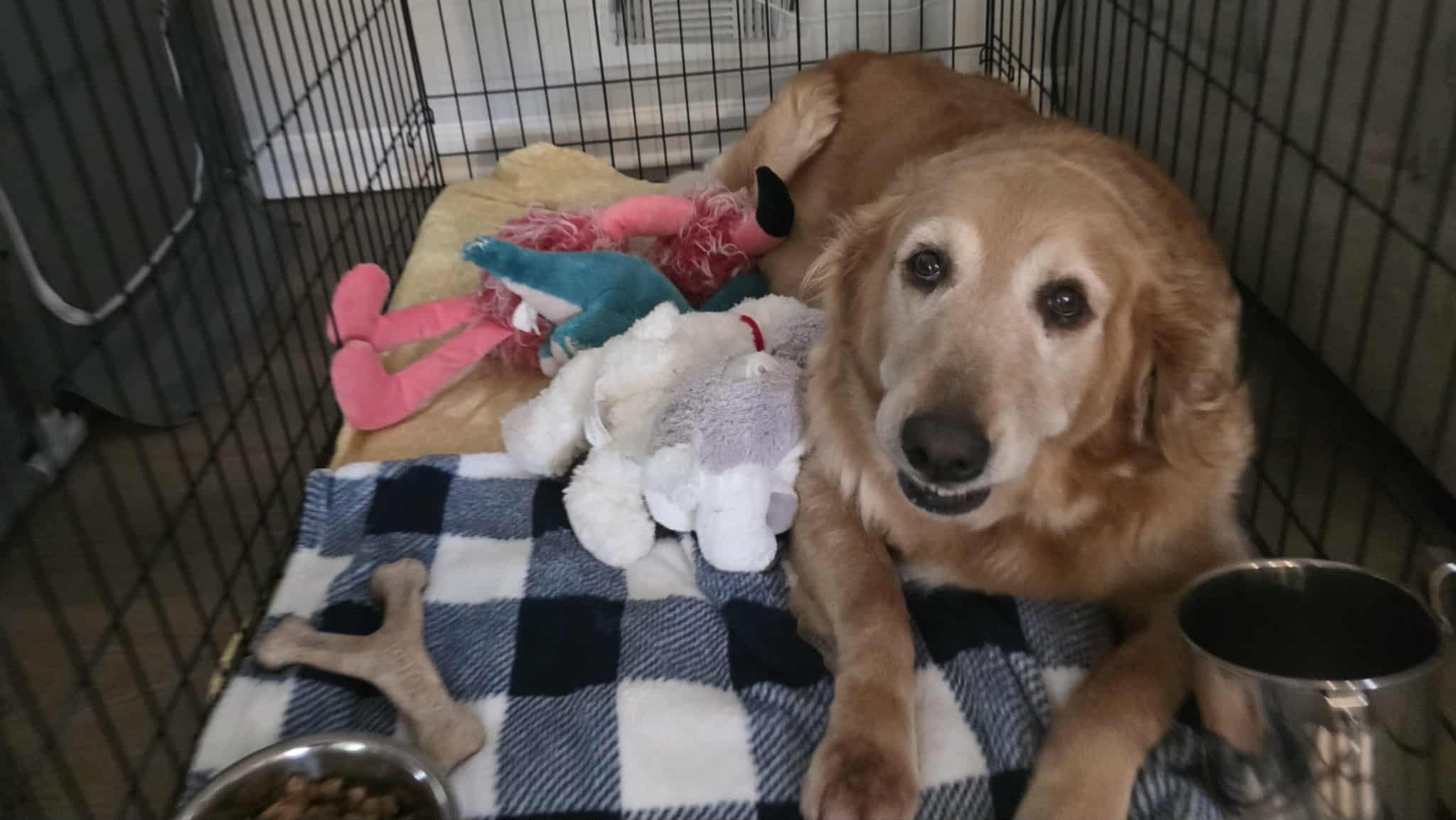 Senior Golden Retriever abandoned while in labor: Puppies didn’t survive but she tried to nurse her stuffies