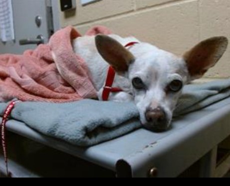 Tenderhearted rescuer needed: Senior dog made it to 18 and now cast aside Tenderhearted rescuer needed: Senior dog made it to 18 and now cast aside