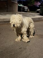 Matted little dog dumped in Los Angeles neighborhood the night before Easter Sunday