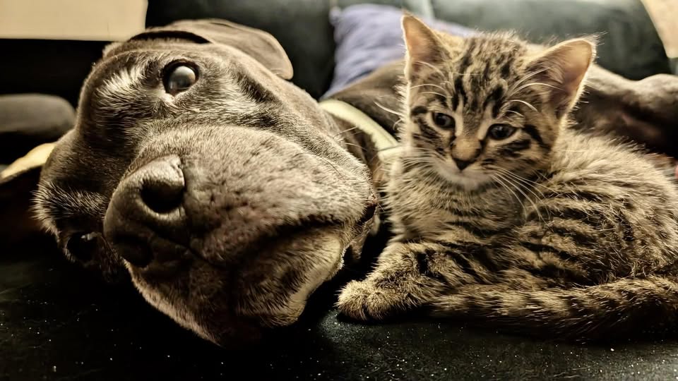 Hearts pour out for senior pup who has spent 110 days in shelter loving kitten after owner passed