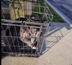 Defenseless little pug locked in cage and abandoned at Carson Animal Care’s parking lot