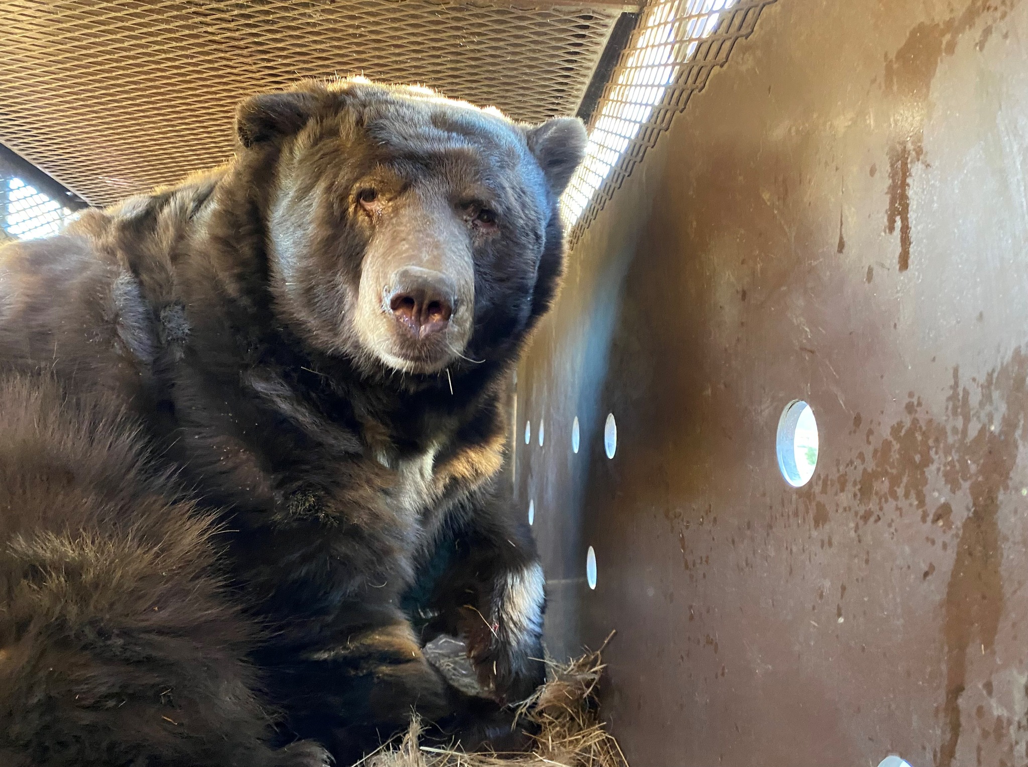 525-pound bear hid underneath evacuated home in Altadena during wildfire