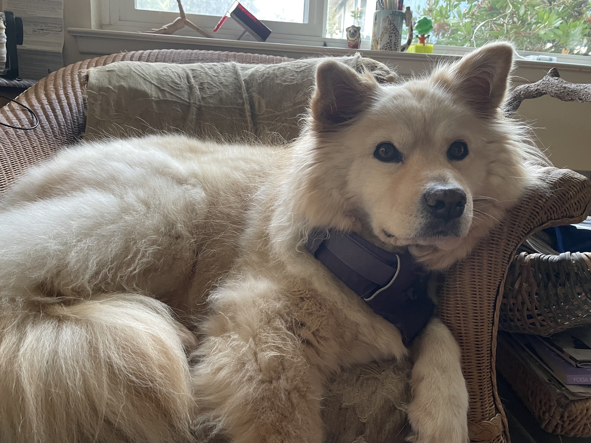 Senior Samoyed found safe after she was stolen along with the family car