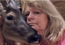Kindest New Jersey woman found guilty of caring for orphaned fawn could face jail