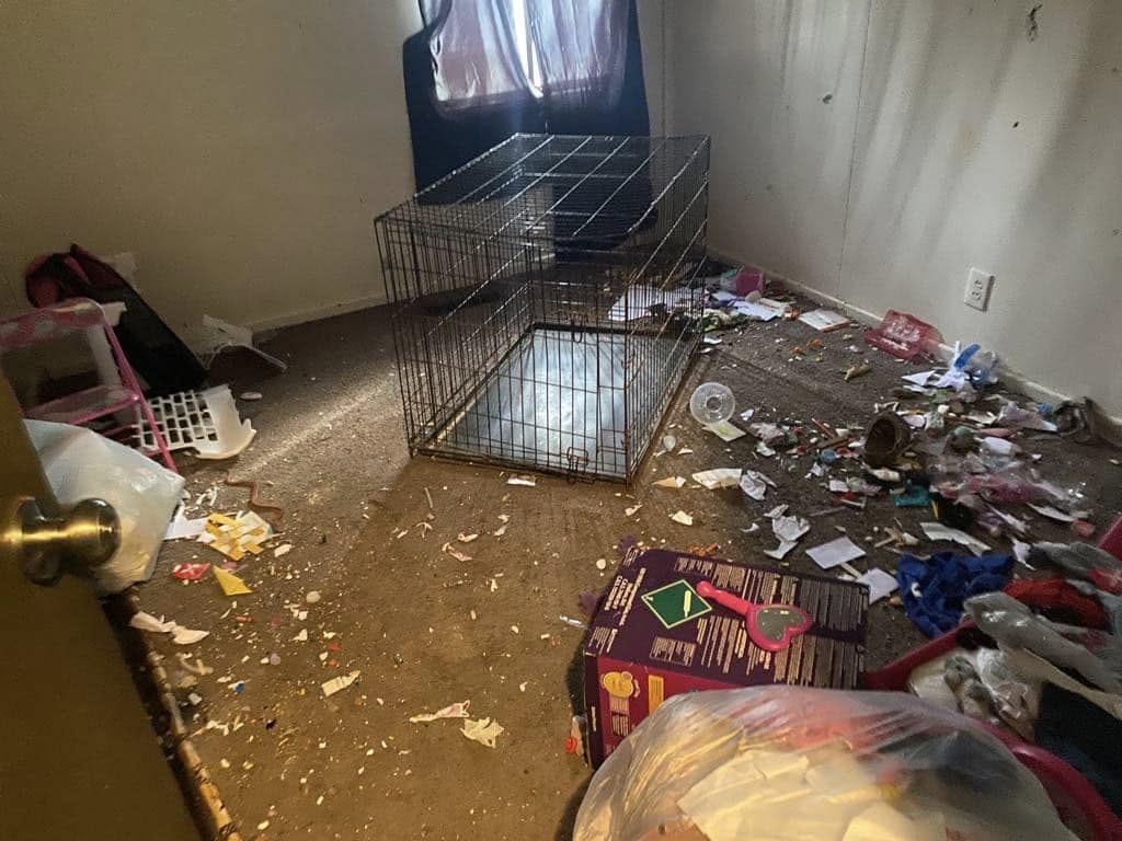 Two starving dogs forced to live in filth heard voices outside the door and kissed their rescuers upon arrival Two starving dogs forced to live in filth heard voices outside the door and kissed their rescuers upon arrival