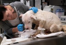 Severely neglected dog discovered languishing in crate for days regains dignity after rescue