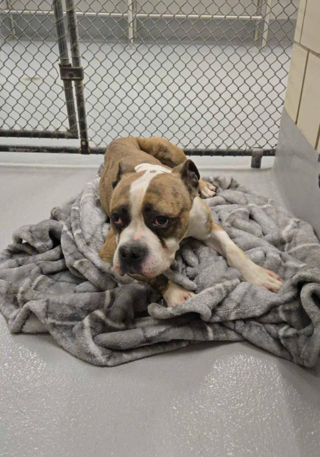Dog tied to pole outside shelter with note to ‘euthanize her’ but rescuers promise to mend her shattered soul