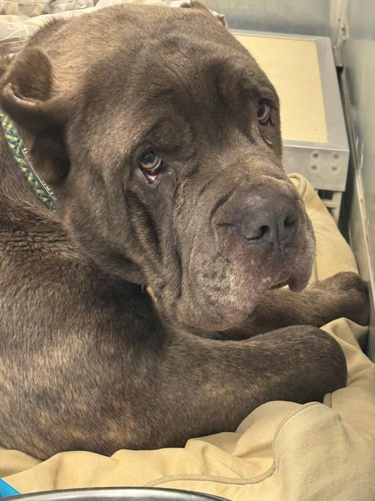 Cane Corso dog