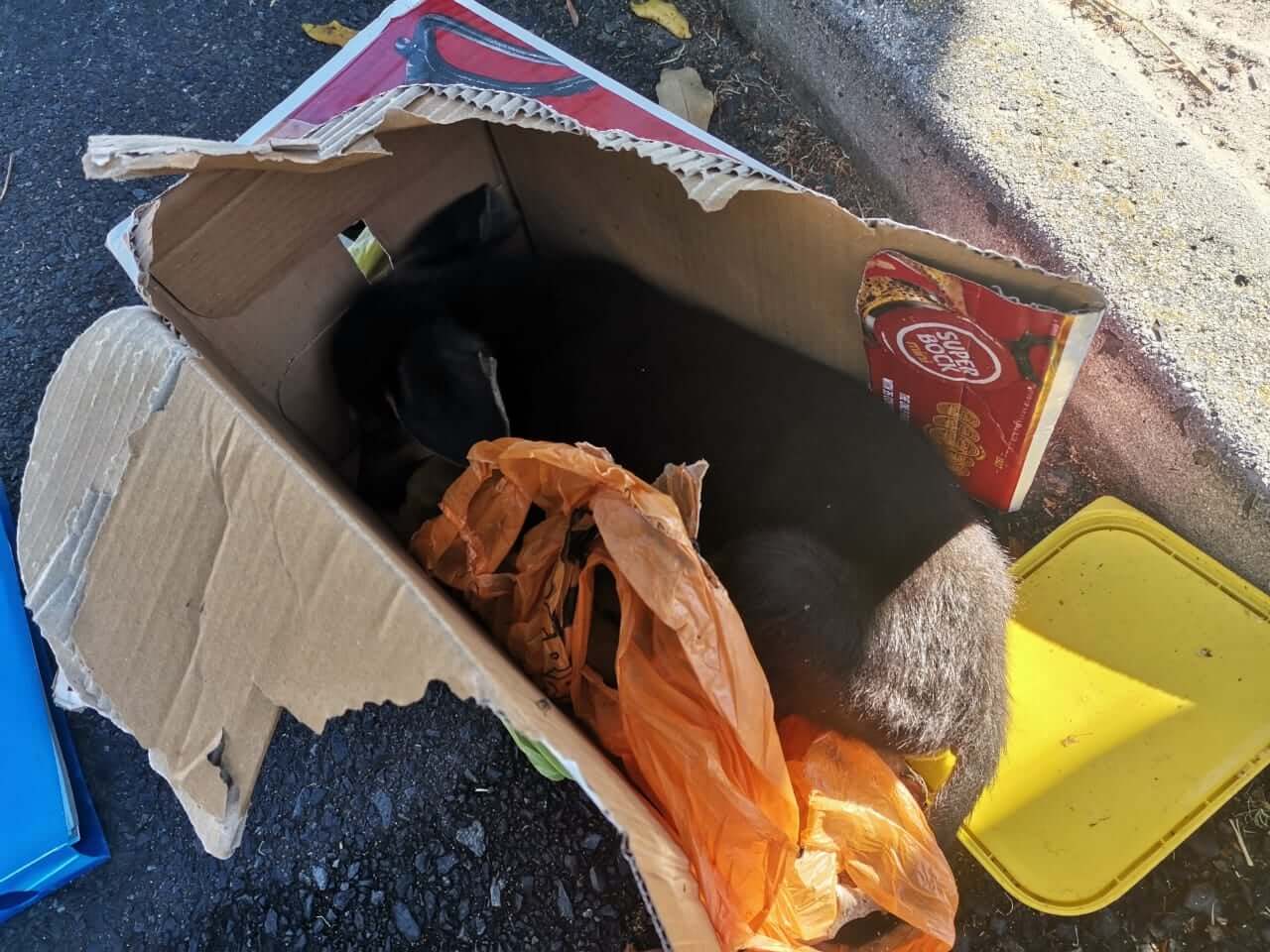 Cape of Good Hope pup2