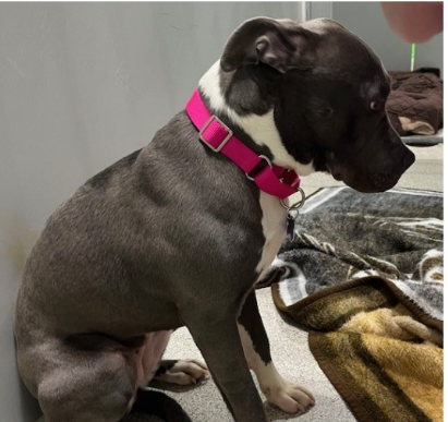 Dog left tied to a bench at animal shelter slipped her harness to chase after the person who abandoned her