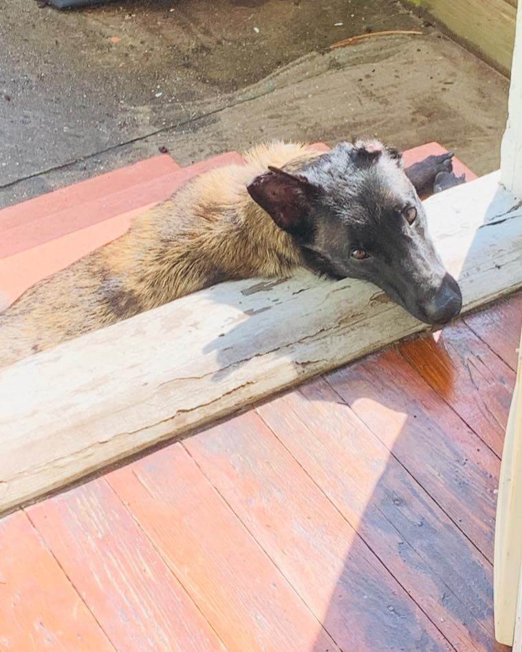 ‘Caramel’ came from a backyard breeder and one of her ears had been bitten off: What a lovely pup