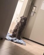 Heartbreaking: Neglected poodle found roaming in residential area of South Carolina