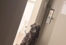 Heartbreaking: Neglected poodle found roaming in residential area of South Carolina