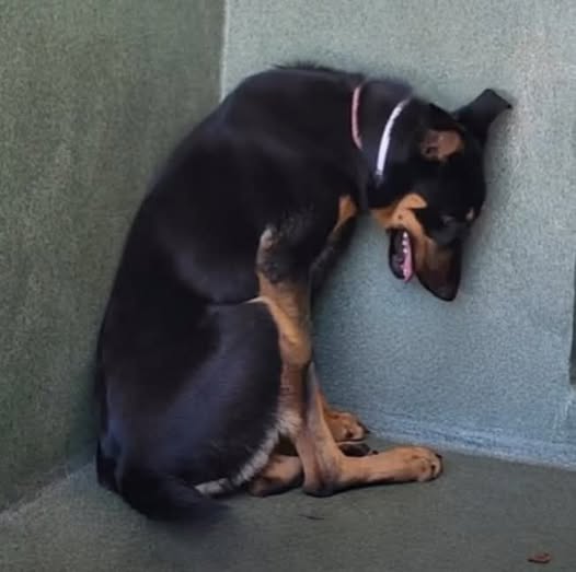 Young Doberman sits frozen in fear curled into corner of overcrowded shelter needs a new start to life