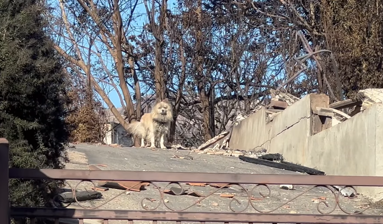 Five days later beloved dog found alive in Pacific Palisades rubble thanks to kind neighbors and rescuers