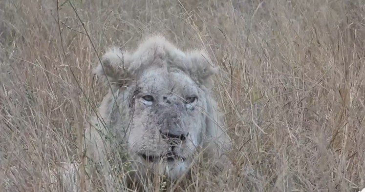Casper the iconic white lion at national park feared to have been dying reported to be alive and well Casper the iconic white lion at national park feared to have been dying reported to be alive and well