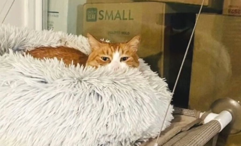 Amazing kitty survives 3 weeks in couch with no food or water in cross country move