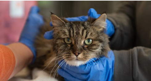 Senior cat survived 380-foot fall in Utah that killed couple hiking Senior cat survived 380-foot fall in Utah that killed couple hiking