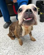 Urgent: Sweetest pup living on edge of existence due to neglect begging for help Urgent: Sweetest pup living on edge of existence due to neglect begging for help