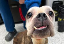 Urgent: Sweetest pup living on edge of existence due to neglect begging for help
