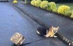 UPDATE: German shepherd found tethered to cement block in middle of street reunited with family UPDATE: German shepherd found tethered to cement block in middle of street reunited with family