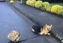 UPDATE: German shepherd found tethered to cement block in middle of street reunited with family
