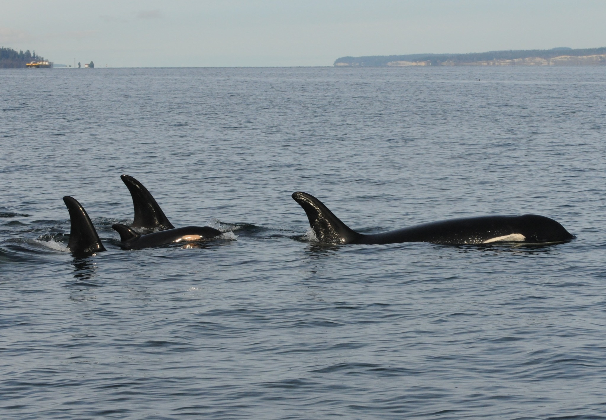 Grieving orca who carried her deceased newborn for weeks lost another calf and spotted carrying it again