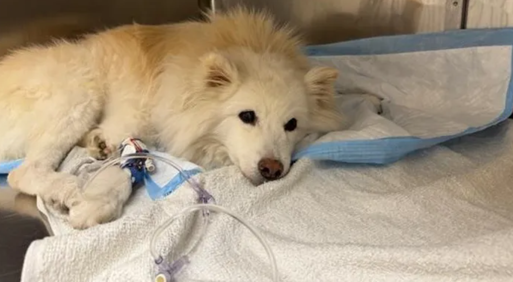 Plight of elderly neglected dog abandoned in Central Park goes viral as rescuers join campaign for her medical care