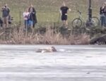 Panicky dog cried out for help after falling in icy Central Park pond rescued by Good Samaritan
