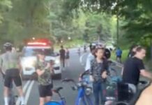 Central Park carriage horse died after eating poisonous plant