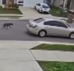 Dog tied to vehicle running to survive until chain snapped rescued by kindest couple