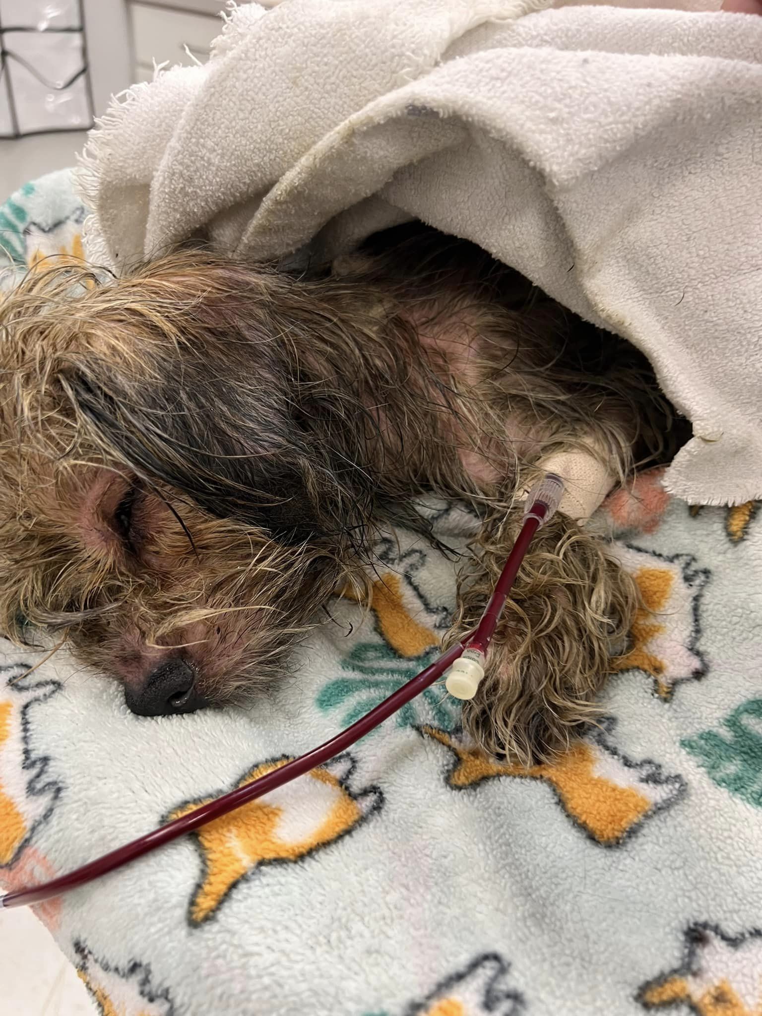 Dog found drenched in motor oil recovering after ‘barely hanging on’ Dog found drenched in motor oil recovering after ‘barely hanging on’