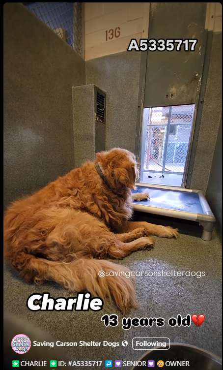 Old dogs don’t deserve shelter life: 13-year-old Charlie’s new journey begins