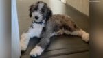 Stolen Sheepadoodle reunited with owner thanks to hundreds of strangers providing tips and help
