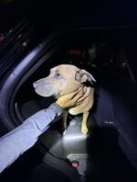 Dog belonging to elderly man ran away after cruelly kicked by unknown suspect found safe