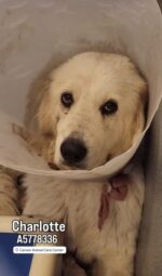 Great Pyrenees rescue needed: Arrived with microchip but her family never came to shelter Great Pyrenees rescue needed: Arrived with microchip but her family never came to shelter