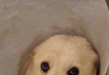 Great Pyrenees rescue needed: Arrived with microchip but her family never came to shelter