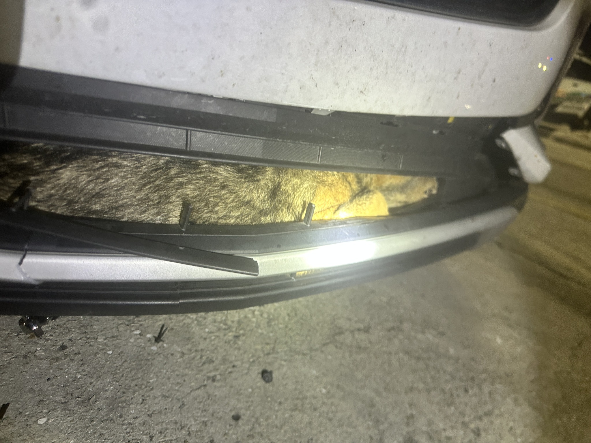 Luckiest coyote struck by a car survives unconventional ride in front bumper Luckiest coyote struck by a car survives unconventional ride in front bumper