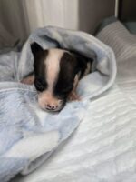 One-pound puppy abandoned in bucket at shelter door gets second chance One-pound puppy abandoned in bucket at shelter door gets second chance